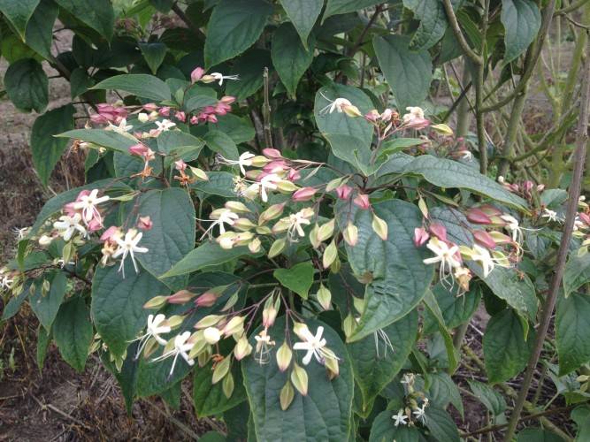 Clerodendrum trichotomum_01